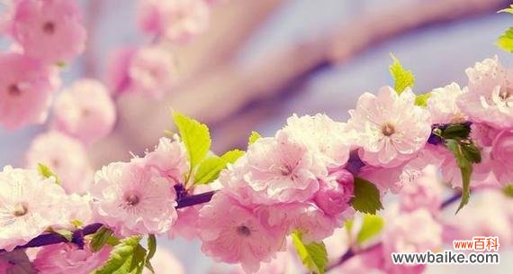 探寻樱花背后的情感与象征 樱花的花语与寓意