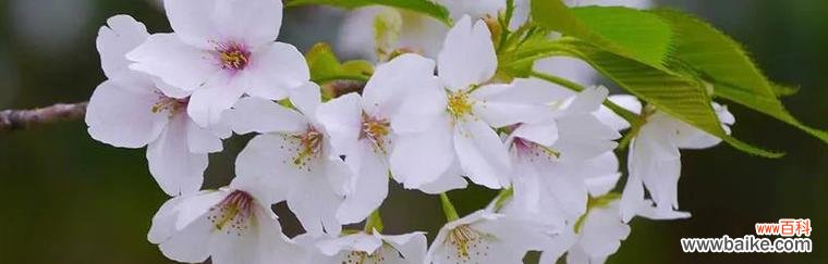 探寻樱花背后的情感与象征 樱花的花语与寓意