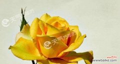 传递温暖与祝福的黄色花朵 黄玫瑰花的花语——友谊与感激