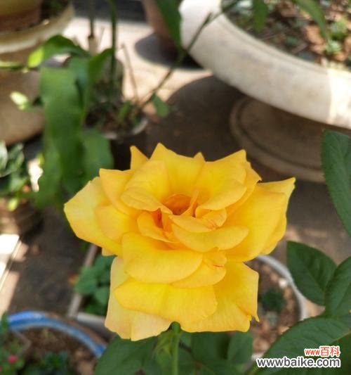 传递温暖与祝福的黄色花朵 黄玫瑰花的花语——友谊与感激