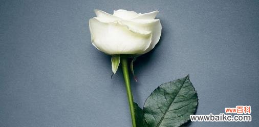 纯洁 白色玫瑰的花语及象征意义