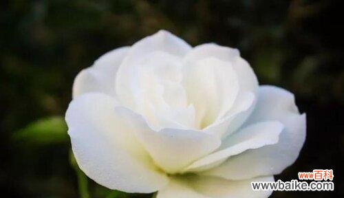 纯洁 白色玫瑰的花语及象征意义