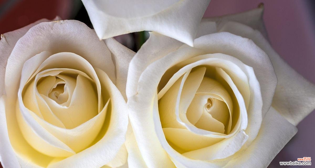 纯洁 白色玫瑰的花语及象征意义