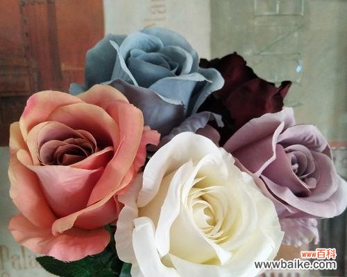 解析冷美人玫瑰的内涵与象征 冷美人玫瑰的寓意