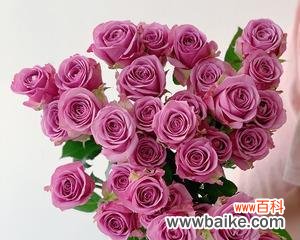 解析冷美人玫瑰的内涵与象征 冷美人玫瑰的寓意