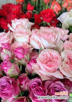 解析冷美人玫瑰的内涵与象征 冷美人玫瑰的寓意