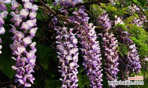 紫藤树的美丽与深远内涵 紫藤树的寓意与象征意义