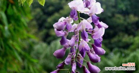 紫藤树的美丽与深远内涵 紫藤树的寓意与象征意义