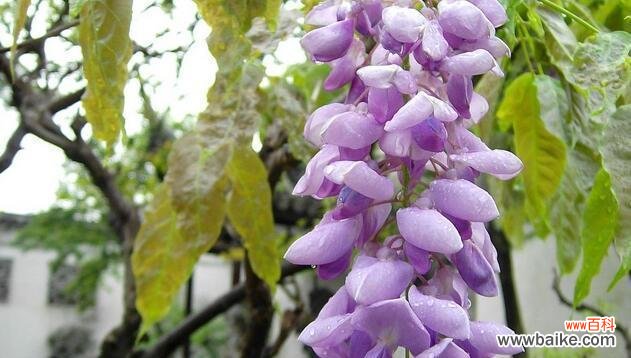 紫藤树的美丽与深远内涵 紫藤树的寓意与象征意义