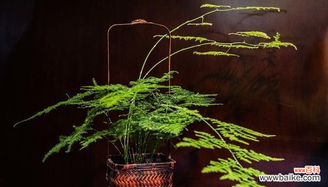 探索文竹作为象征的深层意义与内涵 文竹的象征意义与寓意