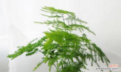 探索文竹作为象征的深层意义与内涵 文竹的象征意义与寓意