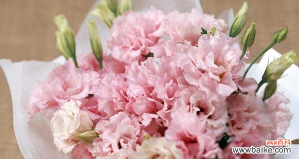 探索康乃馨白色花语的深层内涵 康乃馨白色花语——纯洁与爱的象征