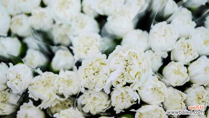 探索康乃馨白色花语的深层内涵 康乃馨白色花语——纯洁与爱的象征