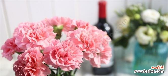 探索康乃馨白色花语的深层内涵 康乃馨白色花语——纯洁与爱的象征