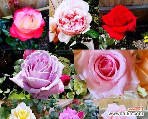揭示玫瑰花色彩的暗示和象征意义 探索玫瑰花不同颜色的含义