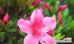 探寻杜鹃花语的深层含义 杜鹃花语与意义