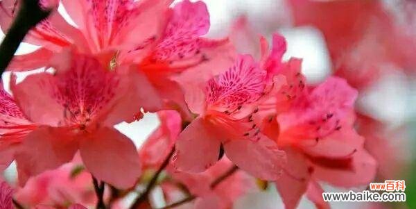 探寻杜鹃花语的深层含义 杜鹃花语与意义