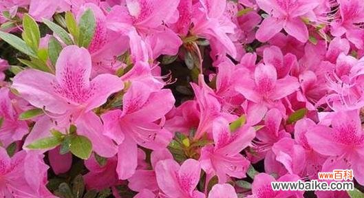 探寻杜鹃花语的深层含义 杜鹃花语与意义