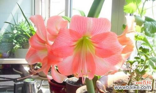 朱顶红的神奇含义和传统象征 朱顶红的花语与美丽神秘的暗示