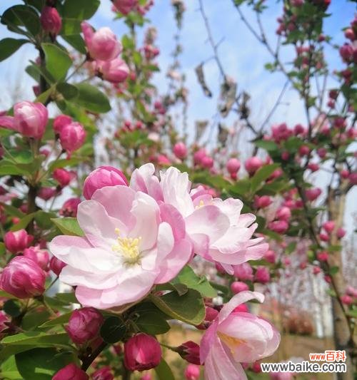 传递爱与美的花海棠花 海棠花的花语及其象征意义