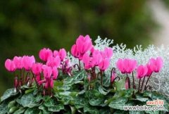 美丽花语 仙客来花语