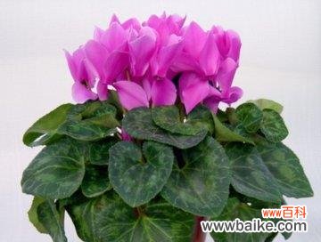 美丽花语 仙客来花语