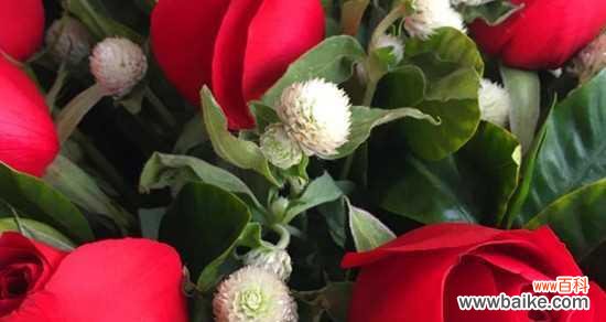 爱情的花朵——探索玫瑰花的深层寓意 玫瑰花的寓意——爱情与美丽的象征