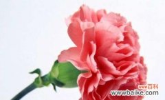 用花语传达温馨和关爱 粉色康乃馨的花语