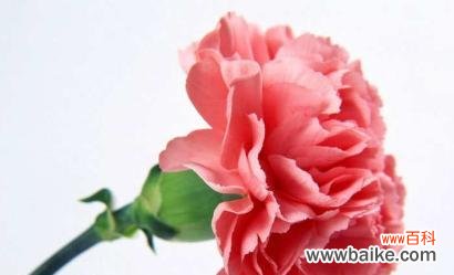 用花语传达温馨和关爱 粉色康乃馨的花语