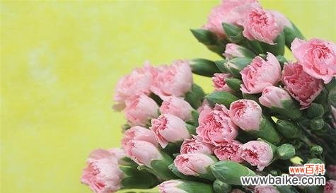 用花语传达温馨和关爱 粉色康乃馨的花语