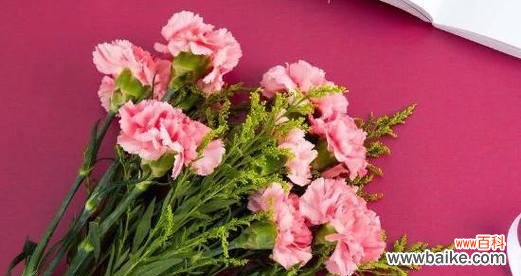 用花语传达温馨和关爱 粉色康乃馨的花语