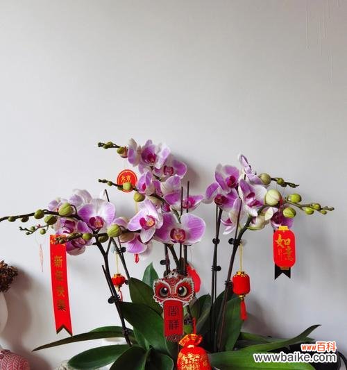 解读蝴蝶兰代表的寓意 蝴蝶兰的象征意义及养护技巧