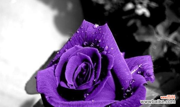 用花语传递情感的奥秘 不同颜色玫瑰的花语