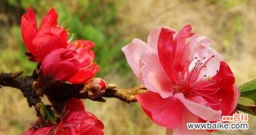 探索桃花花语的含义及象征意义 桃花花语与寓意