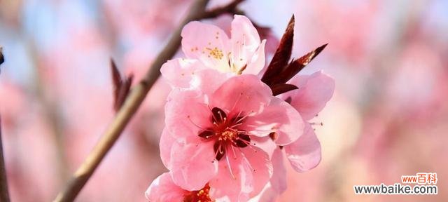 探索桃花花语的含义及象征意义 桃花花语与寓意