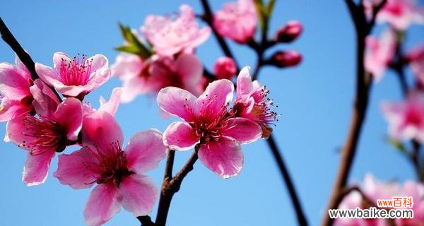 探索桃花花语的含义及象征意义 桃花花语与寓意