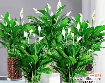 顺势而为 一帆风顺,开出绚烂花朵的生活之道