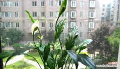 顺势而为 一帆风顺，开出绚烂花朵的生活之道