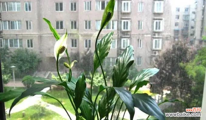 顺势而为 一帆风顺,开出绚烂花朵的生活之道