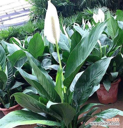 顺势而为 一帆风顺,开出绚烂花朵的生活之道