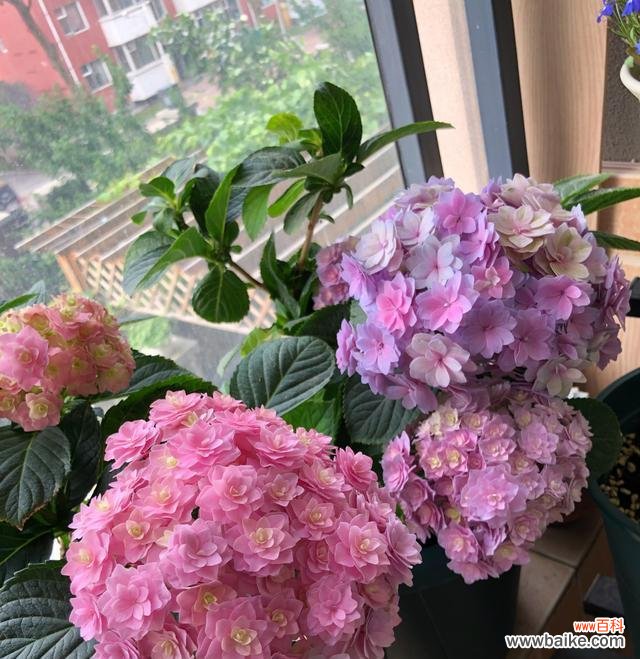 探究绣球春化对植物生长的影响及其调控机制 绣球春化的意义与方法