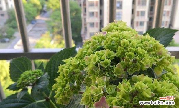 探究绣球春化对植物生长的影响及其调控机制 绣球春化的意义与方法