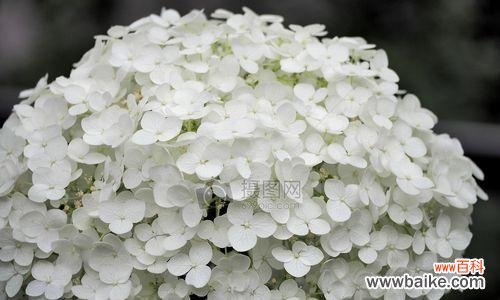 探究绣球春化对植物生长的影响及其调控机制 绣球春化的意义与方法