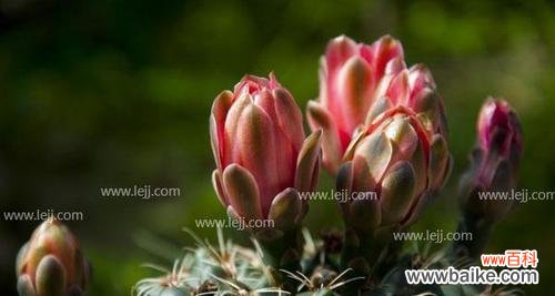 揭开仙人掌隐藏花语的神秘面纱 仙人掌之花语的秘密