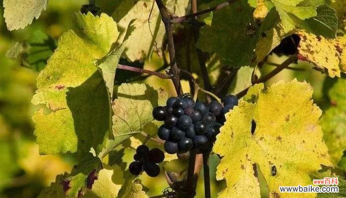 芬芳四溢的藿香 藿香