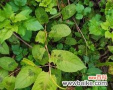 芬芳四溢的藿香 藿香