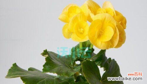 寂寞 忧郁的花——深情的守候