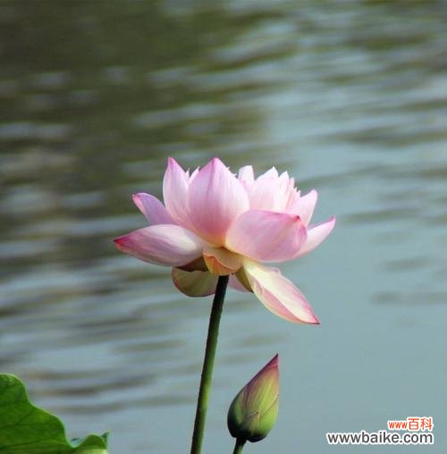 寂寞 忧郁的花——深情的守候