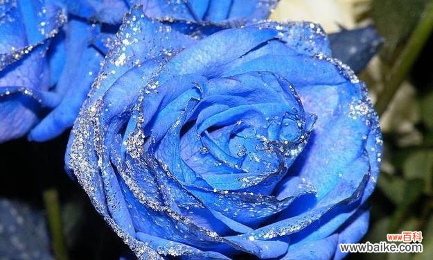 探寻蓝玫瑰花的神秘魅力 蓝玫瑰花的象征意义