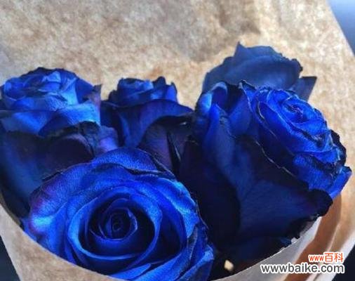 探寻蓝玫瑰花的神秘魅力 蓝玫瑰花的象征意义